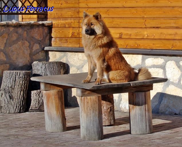 AUREA ARYA Lupus Ferratus - Lupus Ferratus FCI Eurasier